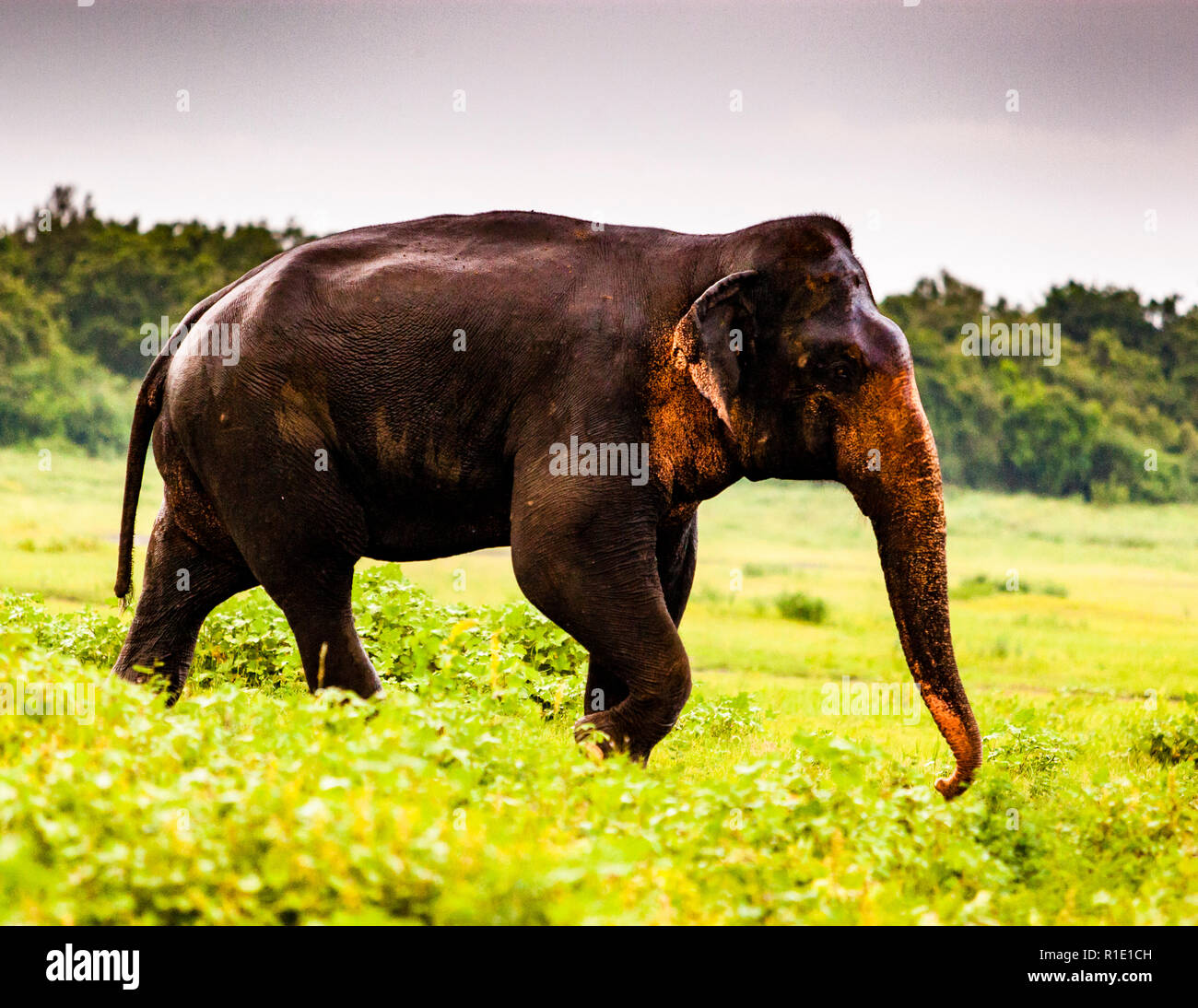 Elefanten in Kaudulla National Park, Sri Lanka Stockfoto