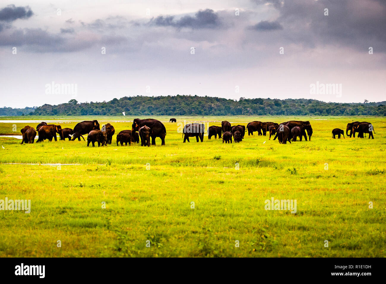 Elefanten in Kaudulla National Park, Sri Lanka Stockfoto