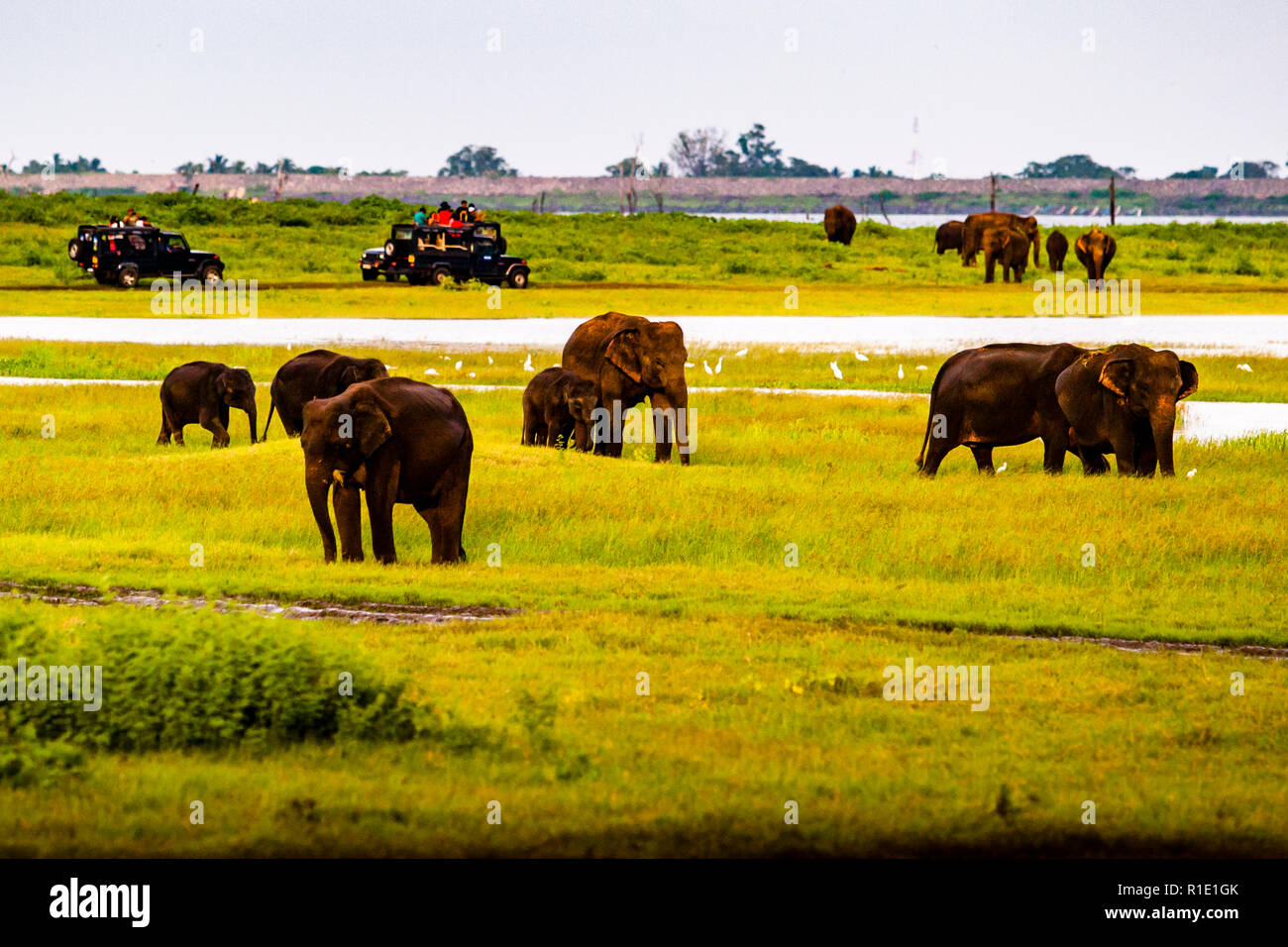Zwei Safari-Jeeps mit Besuchern halten am Rand einer Elefantenherde im Kaudulla-Nationalpark, Sri Lanka, während Reiher zwischen den Tieren nach aufgescheuchten Insekten suchen. Der Park, der 2002 gegründet wurde, ist durch einen Wildtierkorridor mit dem benachbarten Minneriya-Nationalpark verbunden. Hunderte wilder Elefanten versammeln sich während der Trockenzeit zwischen August und Oktober am Kaudulla-Tank. Stockfoto