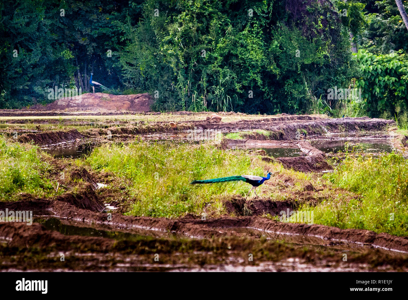Reisanbau in Sri Lanka Stockfoto