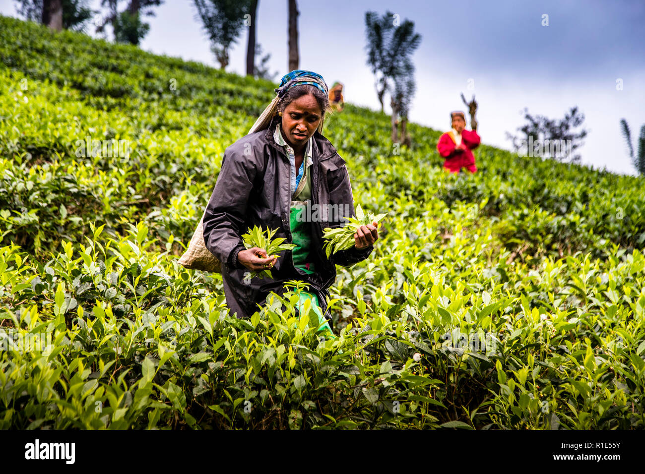 Ceylon Tee Ernte von Sri Lanka. Teepflücker im Nuwara Eliya Stockfoto