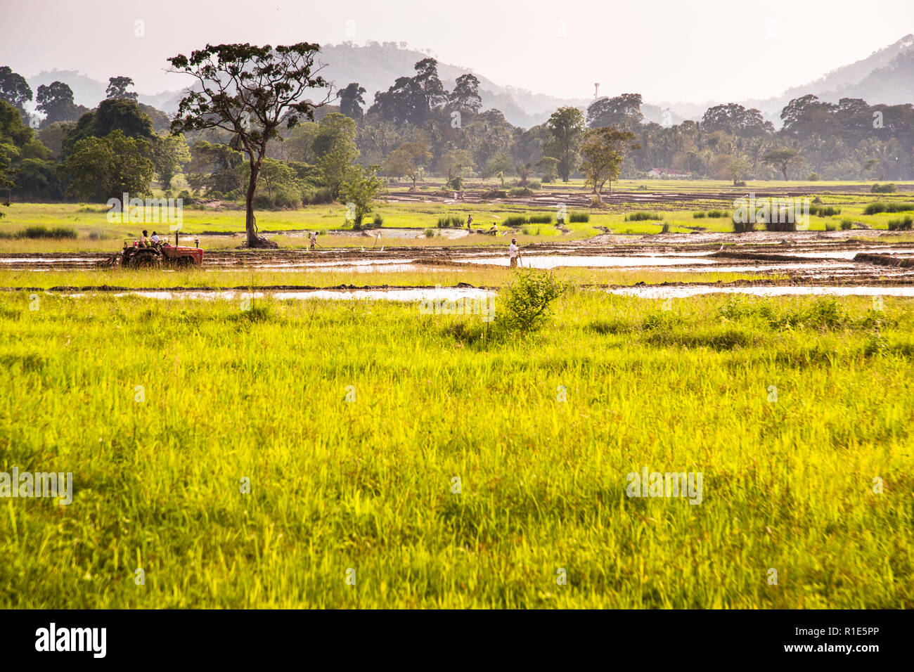 Reisanbau in Sri Lanka Stockfoto