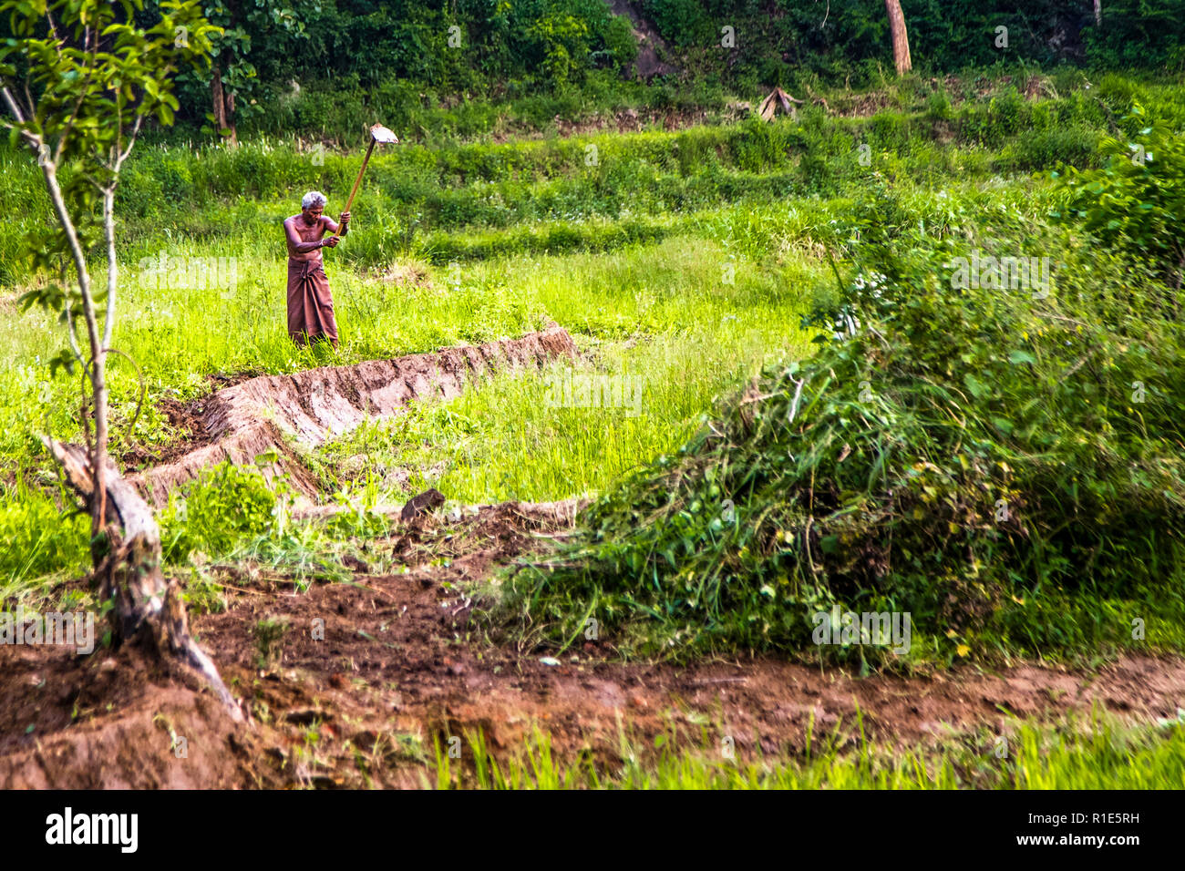 Reisanbau in Sri Lanka Stockfoto