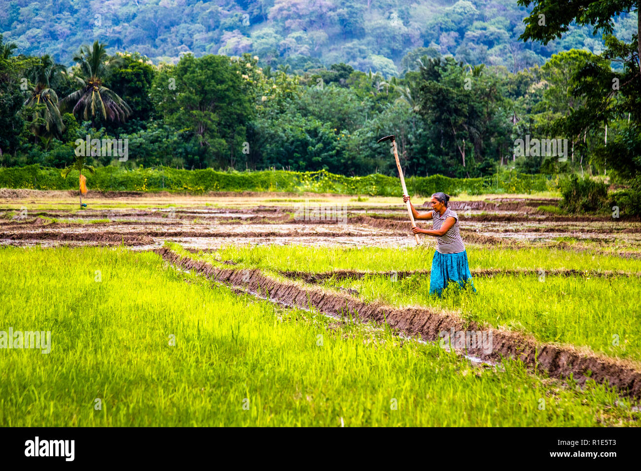 Reisanbau in Sri Lanka. Die Frau des Bauern bereitet ein Reisfeld vor Stockfoto