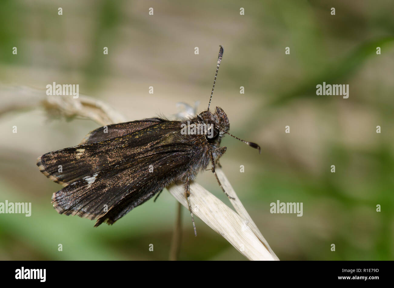 Gemeinsame Roadside-Skipper, Amblyscirtes vialis Stockfoto