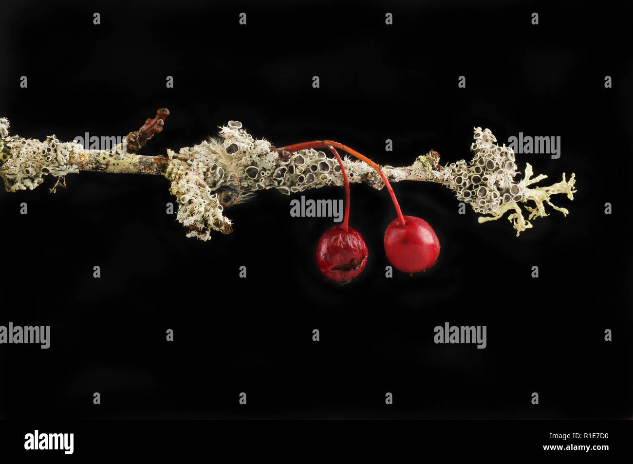 Weißdorn-Zweig mit Beeren in Flechten bedeckt gegen Schwarze isoliert Stockfoto