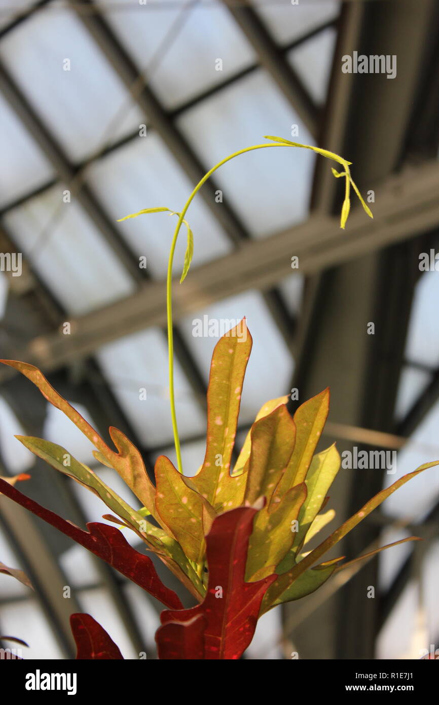 Codiaeum variegatum, Gartenkulton, buntes Croton. Stockfoto