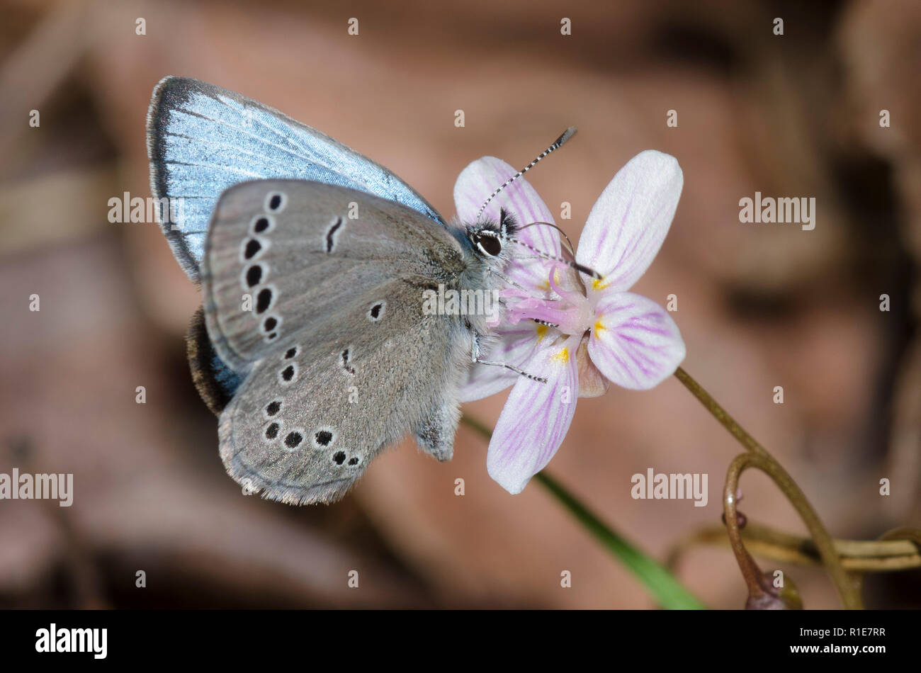 Silber-Blau, Glaucopsyche lygdamus, männlichen auf Frühling Schönheit, Claytonia virginica Stockfoto