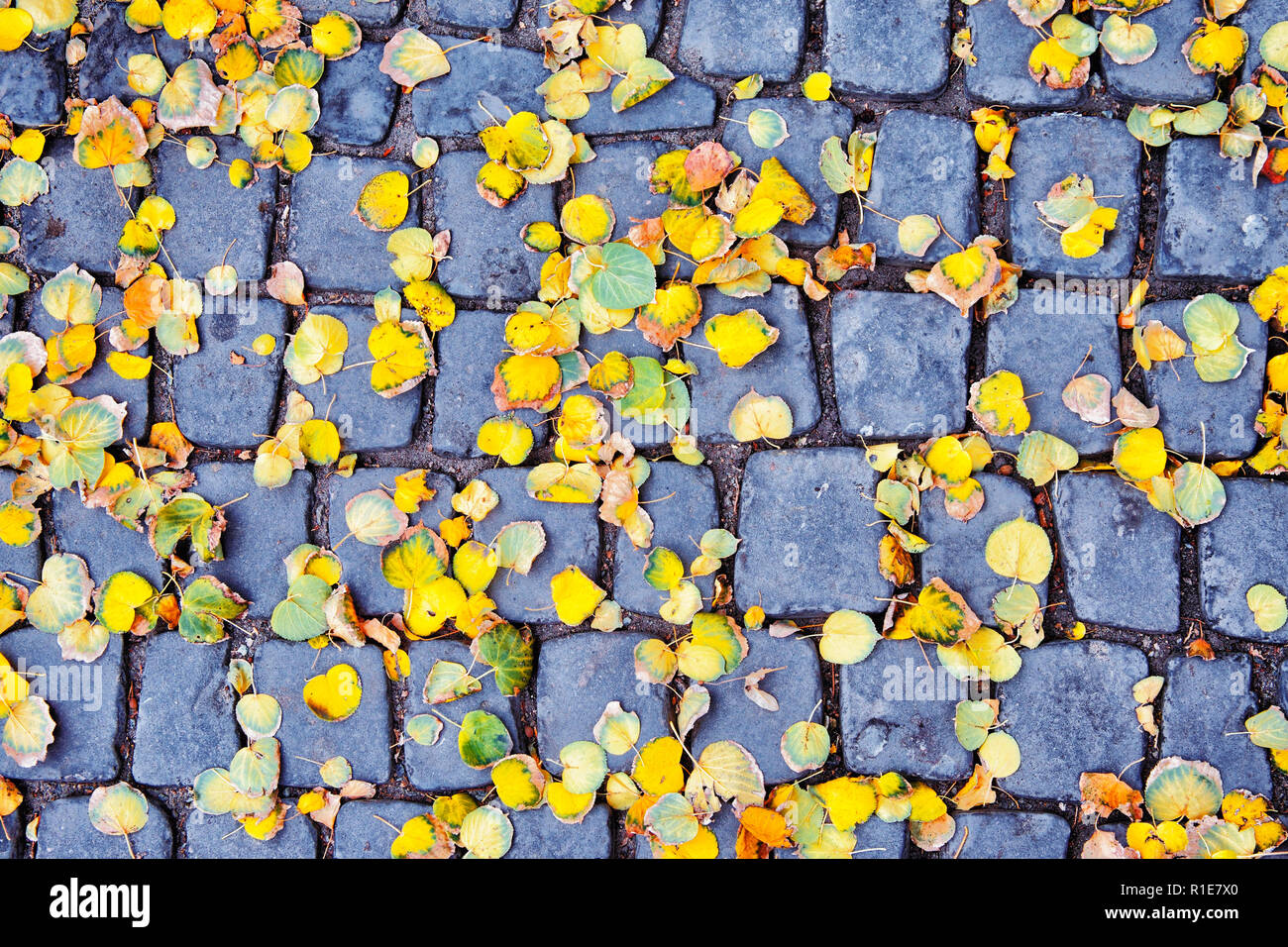 Herbst Hintergrund. Gelben Blätter im Herbst auf einem alten Steinfliesen in der Stadt. Stockfoto