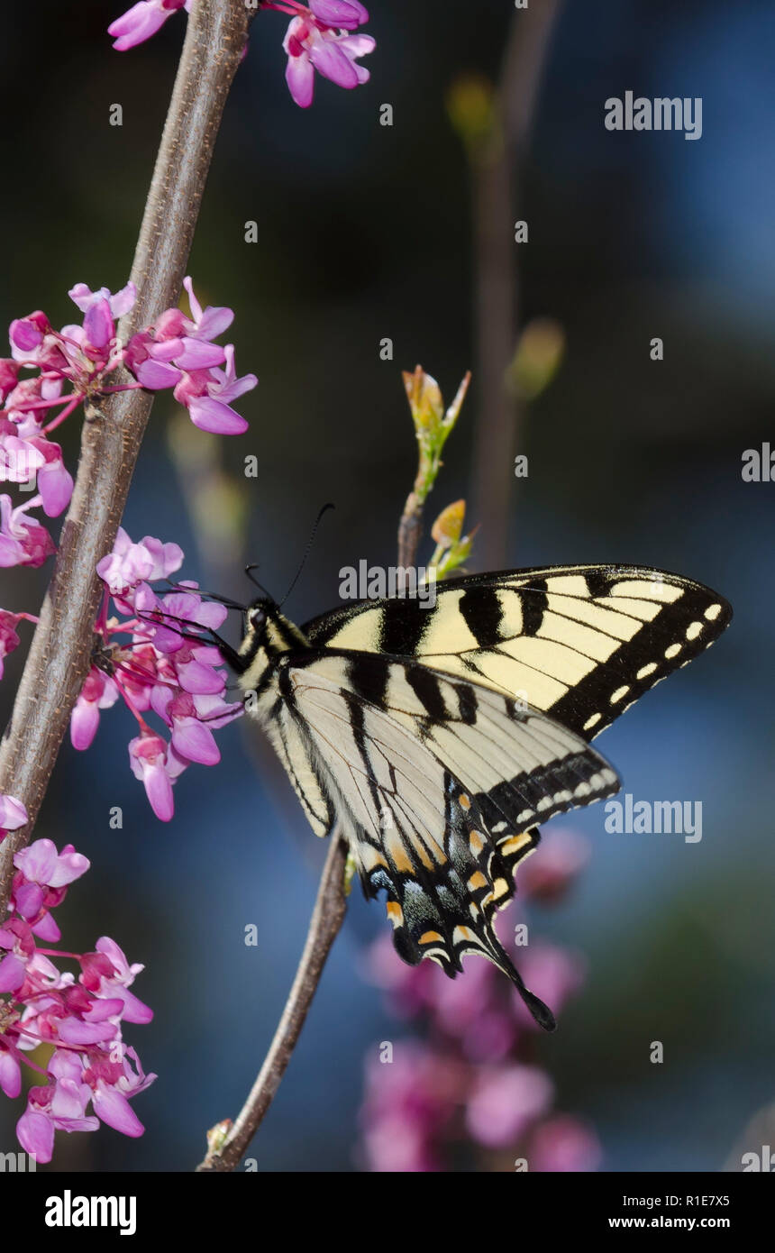 Östlicher Tigerschwanzschwanz, Pterourus glaucus, männlich auf östlichem Redbud, Cercis canadensis Stockfoto