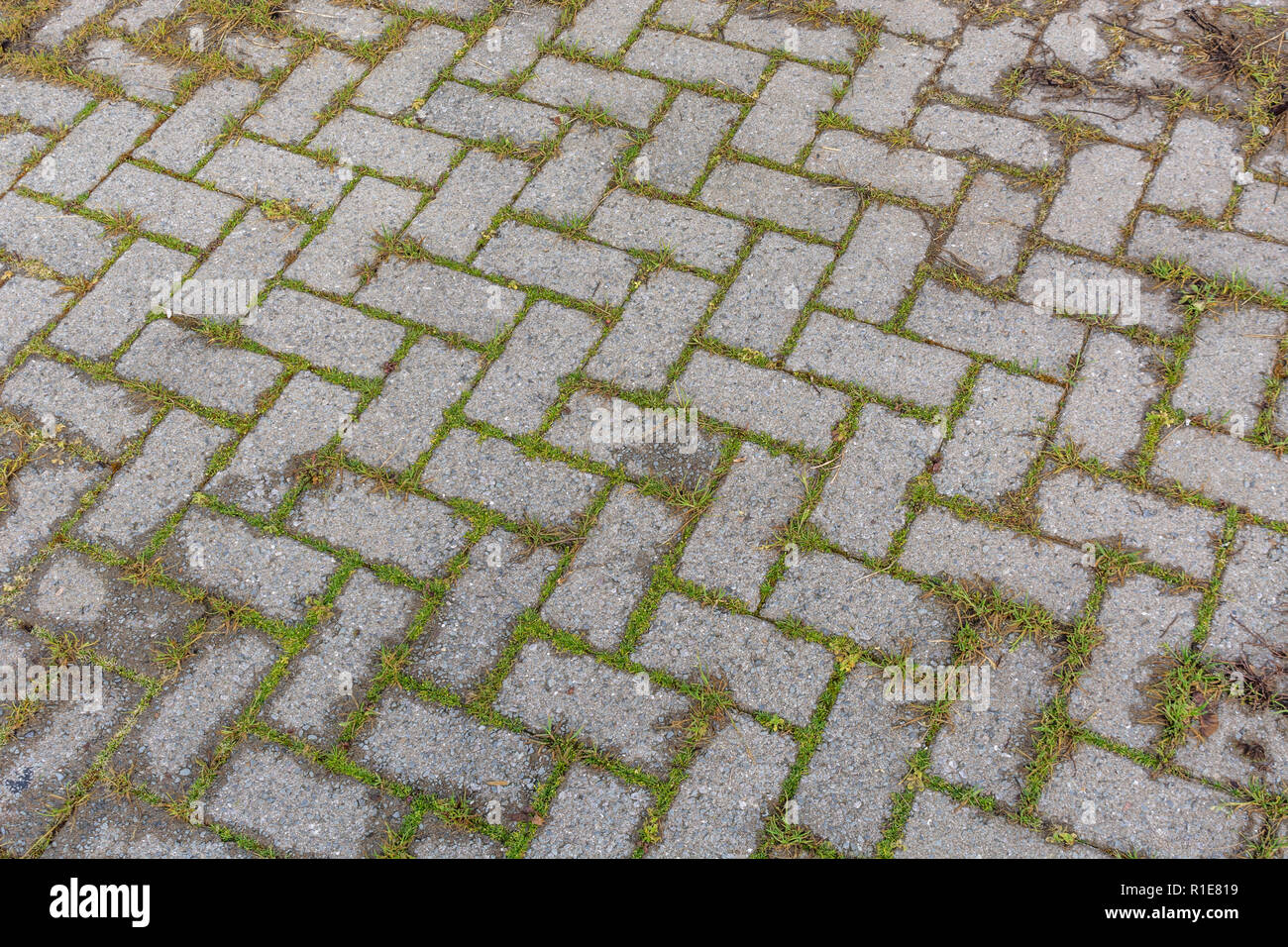 Gras und Unkraut wachsen durch Risse im gepflasterten Bereich. Stockfoto