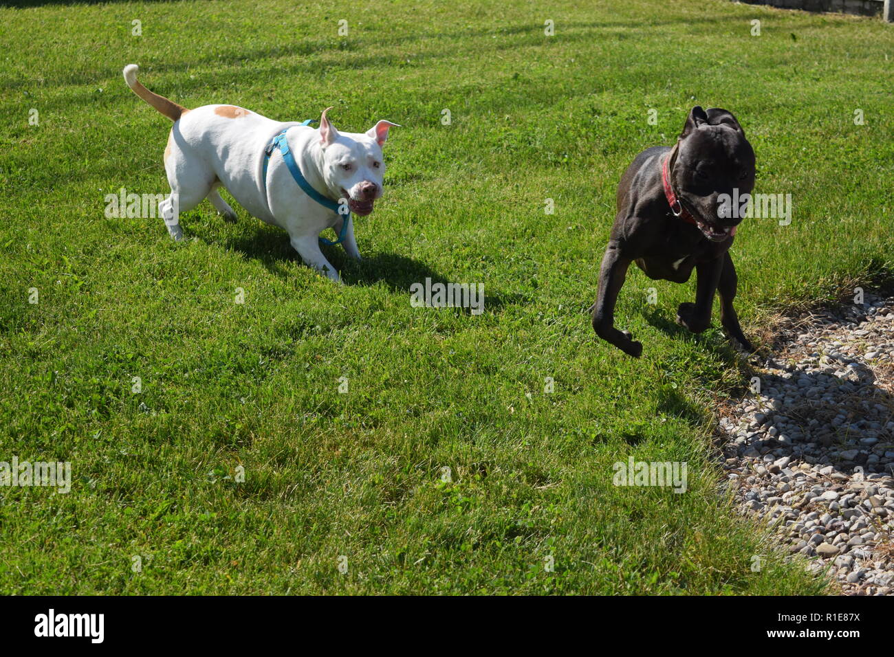 Spielen im Freien mit Fußball Stockfoto