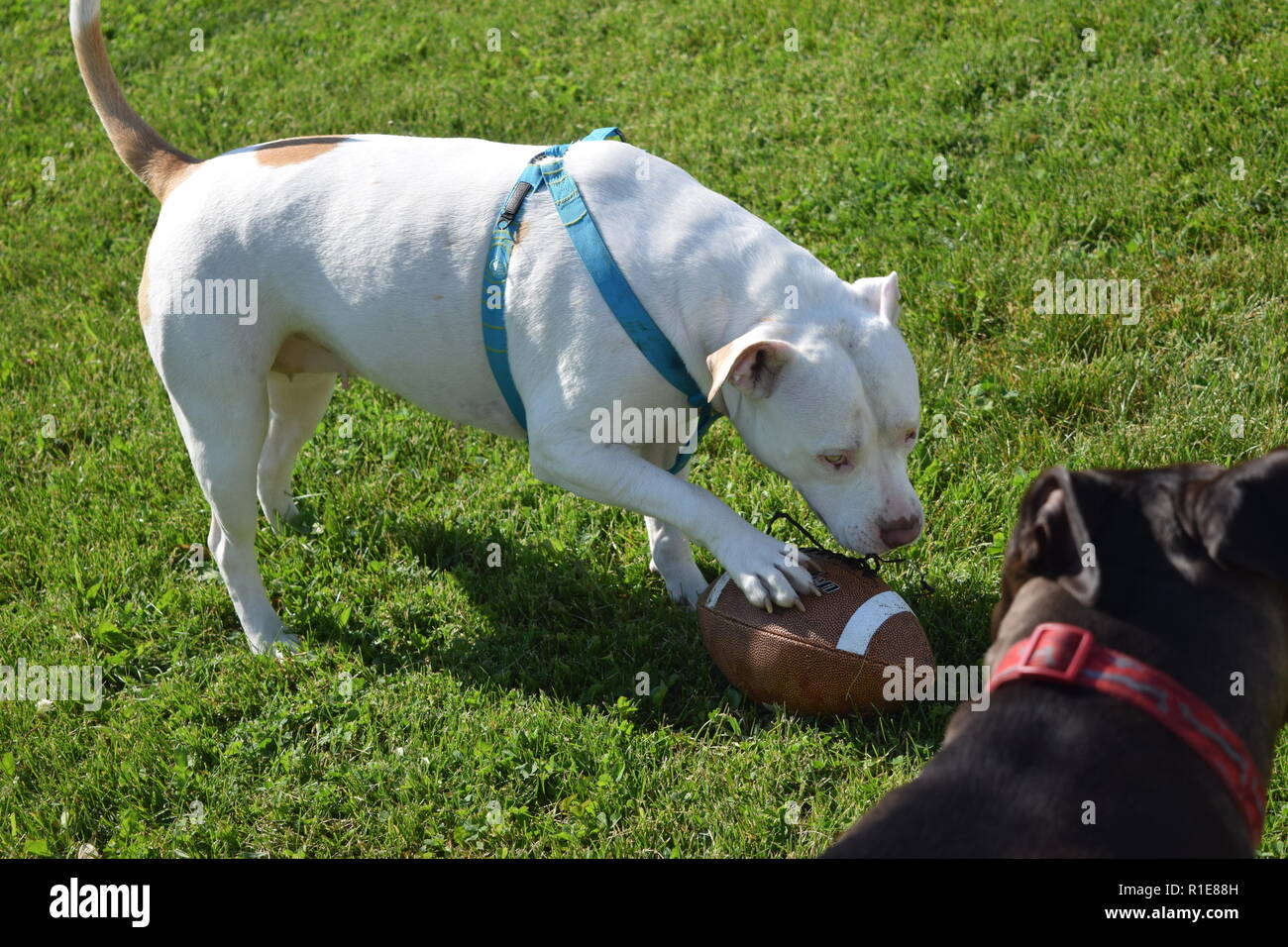 Spielen im Freien mit Fußball Stockfoto