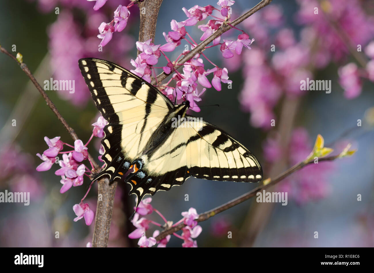 Östlicher Tigerschwanzschwanz, Pterourus glaucus, männlich auf östlichem Redbud, Cercis canadensis Stockfoto