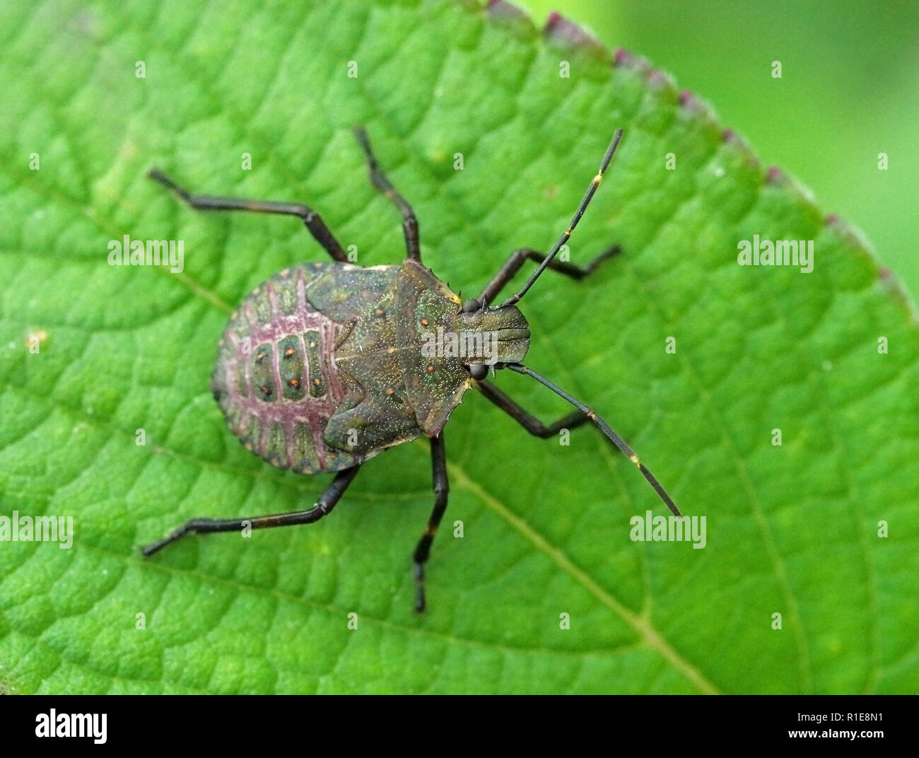 Weltweit pest Braun marmorated stinken bug Halyomorpha Halys (Nymphe/Young Muster) Stockfoto