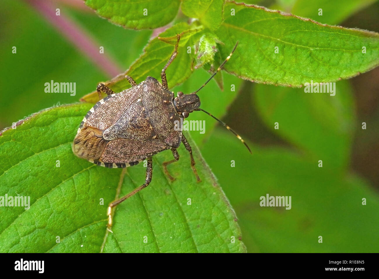 Weltweit pest Braun marmorated stinken bug Halyomorpha Halys (Erwachsene). Stockfoto