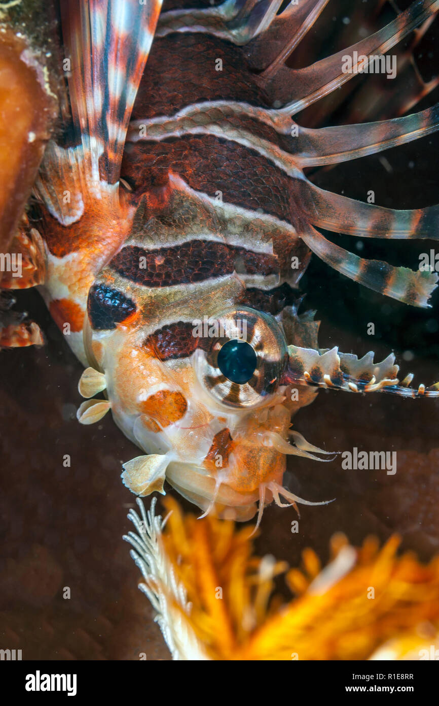 Pterois ist eine Gattung der giftigen Meeresfische, allgemein bekannt als Feuerfische, Stockfoto