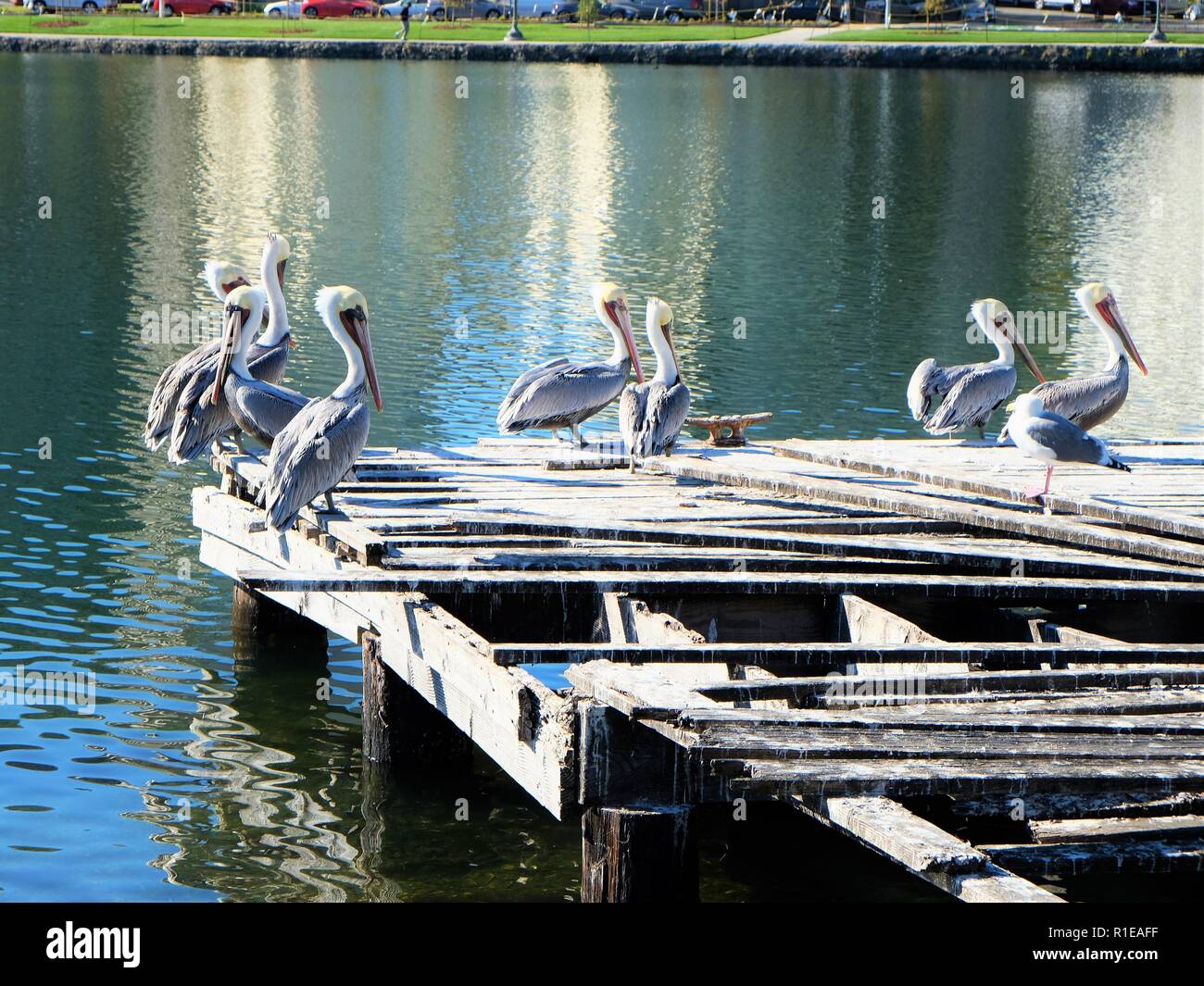 Braune Pelikane (Pelecanus Occidentalis) ruht auf einem alten hölzernen Pier, Lake Merritt, Oakland, Kalifornien, USA; einsame Möwe mit Pelikanen. Stockfoto