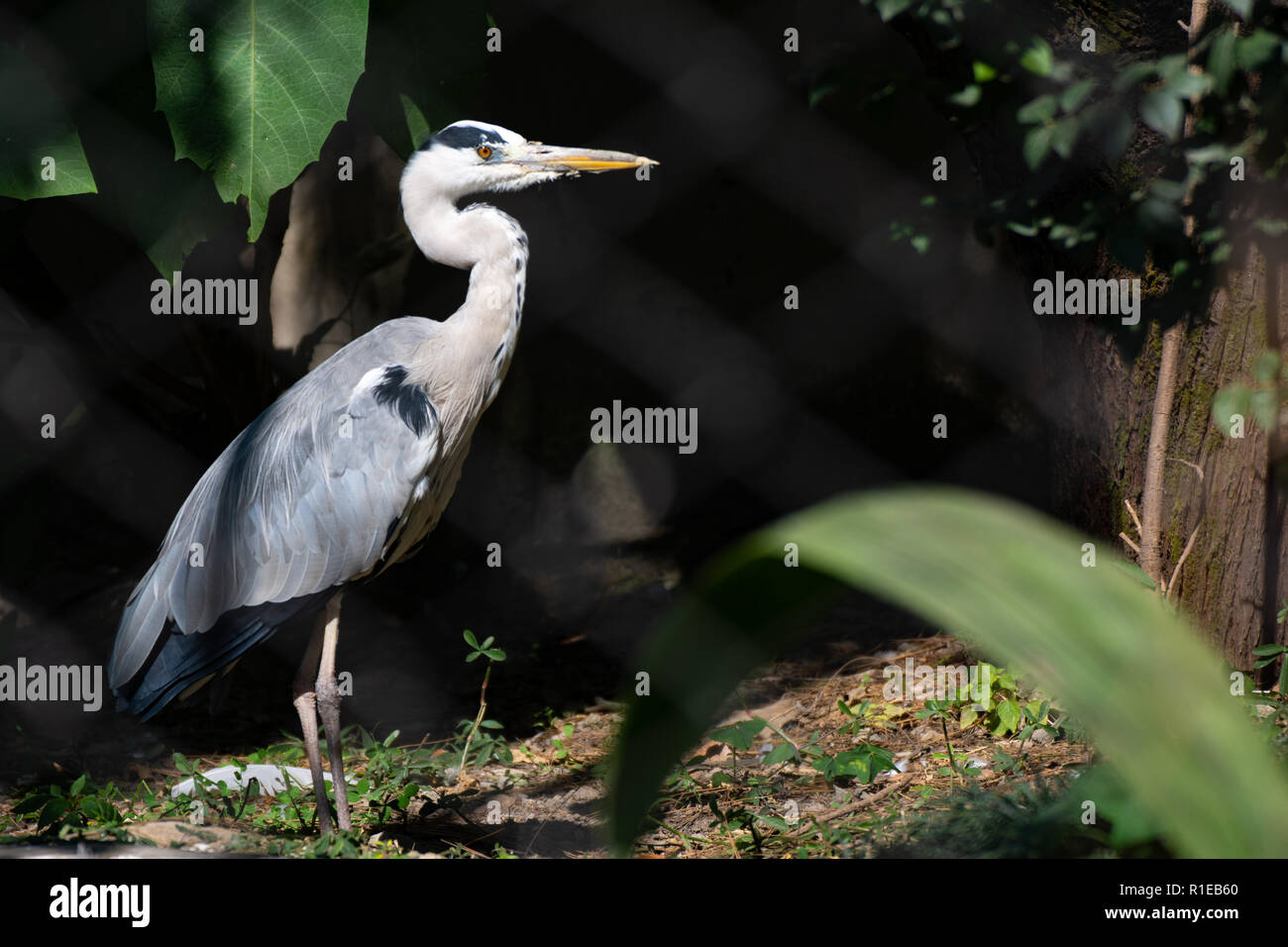 Seitenansicht des grauen Blue Crane closeup Stockfoto