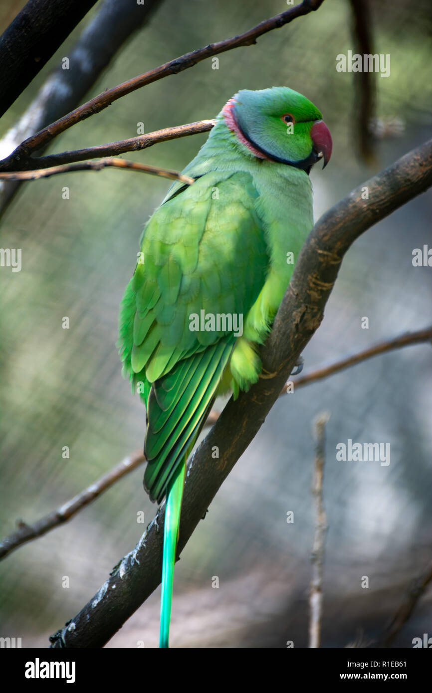 Schönen Grünen wilden roten Schnabel Wald Papagei Stockfoto