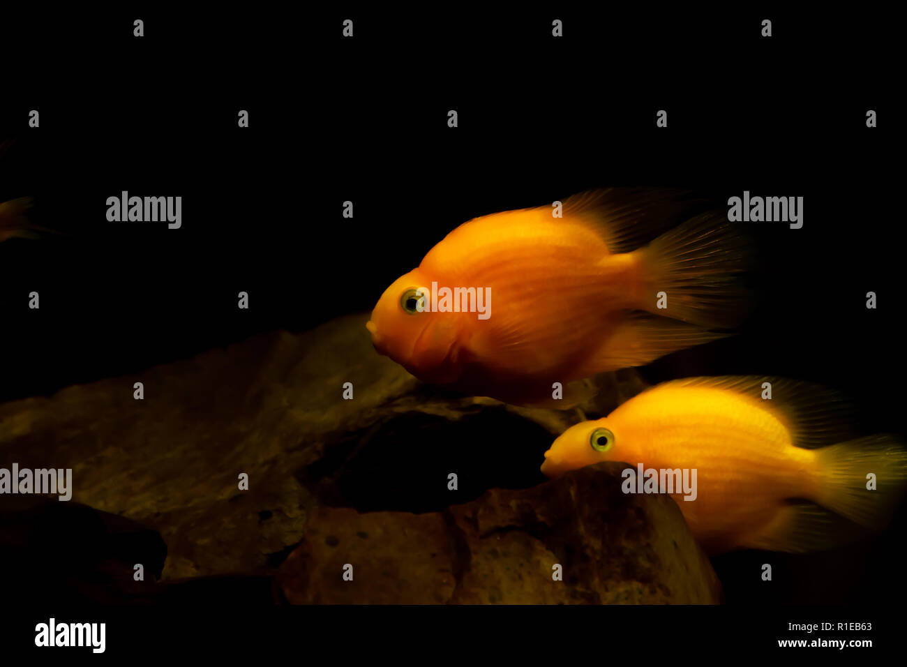 Süße kleine Orange Goldfisch im Aquarium Stockfoto