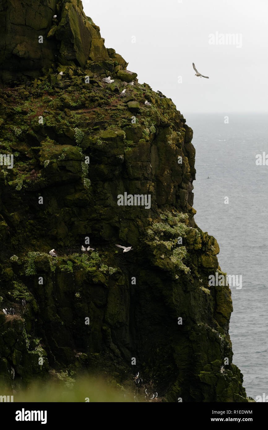 Seabird cliff Látrabjarg in den Westfjorden Islands - die größte nistenden Seevögel Klippe in Europa Stockfoto