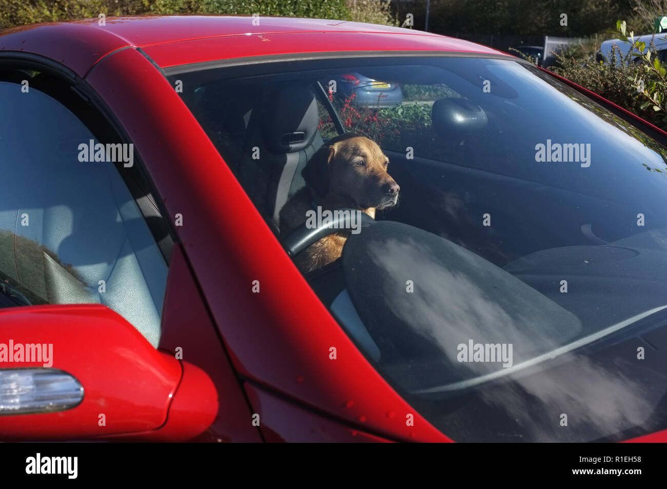 Ein Labrador Hund in ein rotes Auto an einem sonnigen Tag. Stockfoto