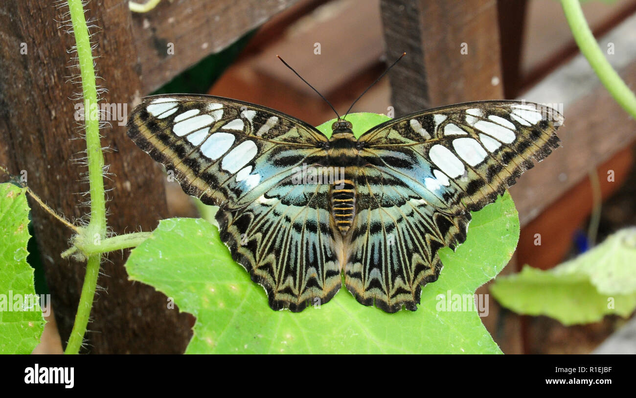 Blau 434 Schmetterling, Parthenos Sylvia lilacinus hier bei Earnley Schmetterlingshaus. Stockfoto
