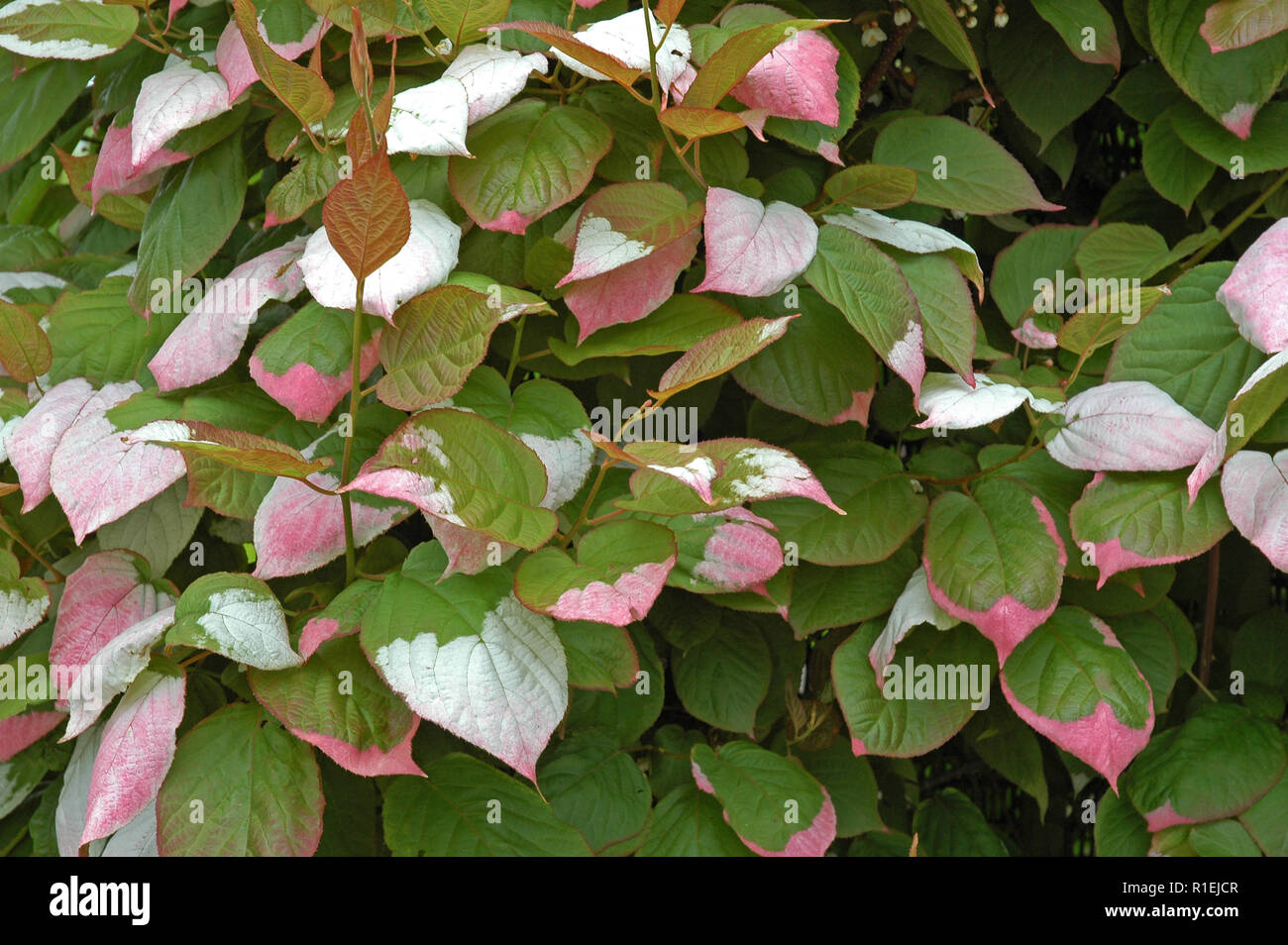 Blätter von Actinidia kolomitka. Weiße Spritzer zu verblassen zu rosa. Actinidia kolomikta Stockfoto