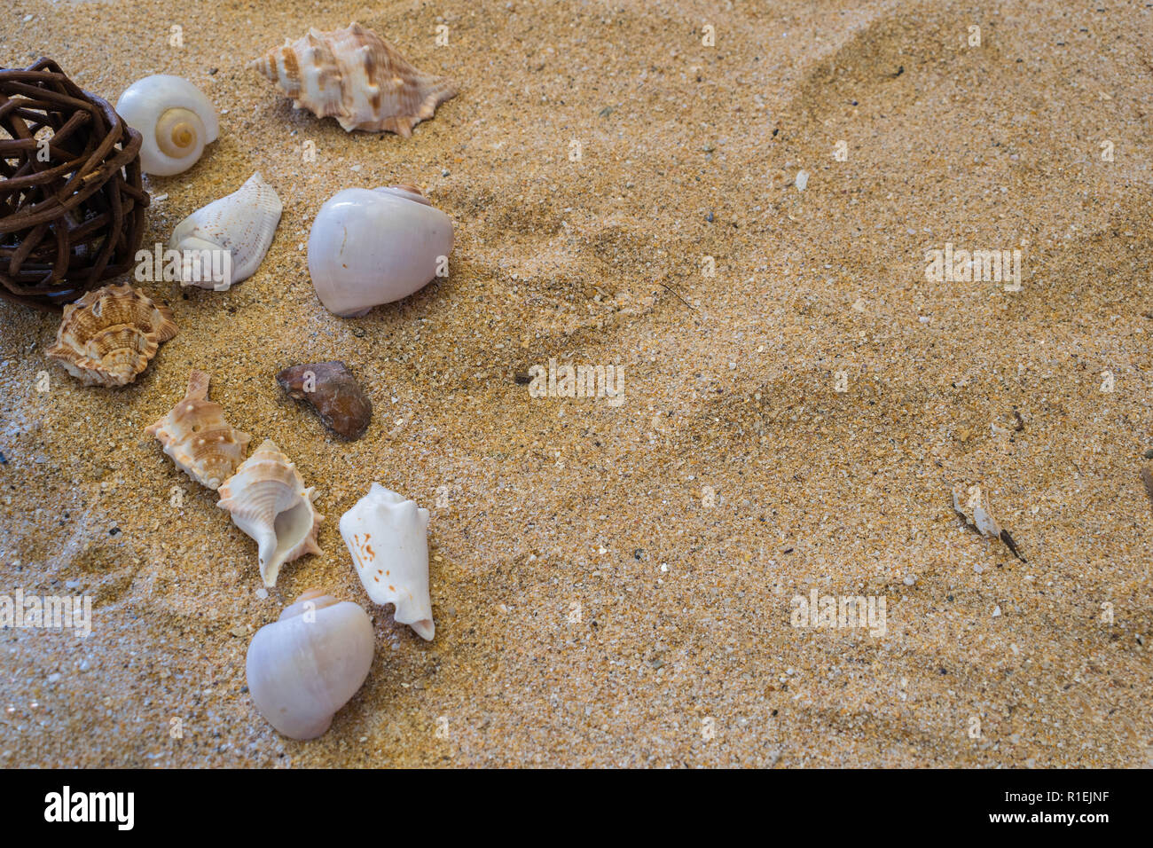 Verschiedene Muscheln im Sand Stockfoto