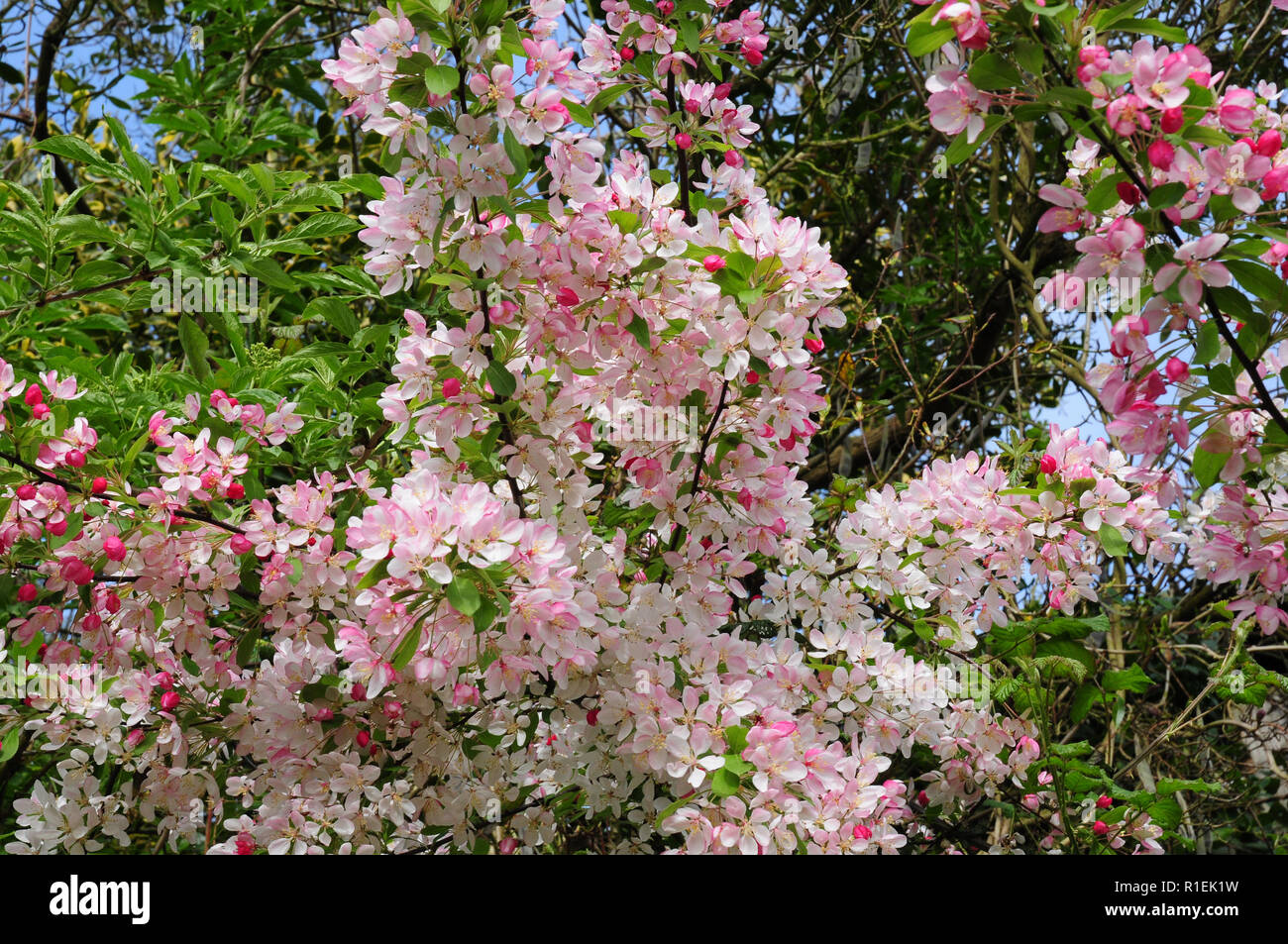 Blumen von wilden Holzapfel, blühen in einer Hecke. Malus sylvestris Stockfoto