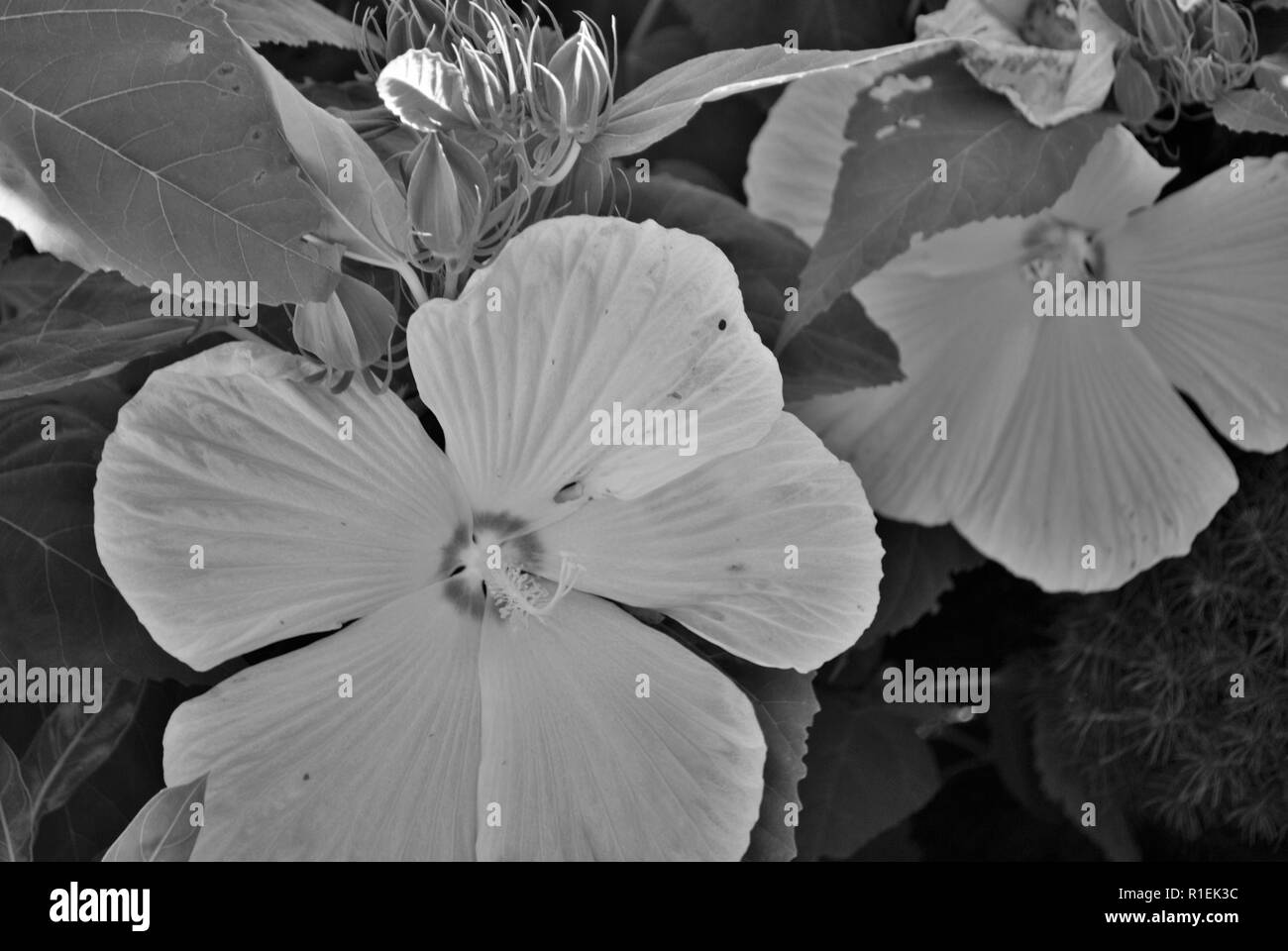 Weißer Hibiskus Blume mit fünf großen Blütenblätter Stockfoto