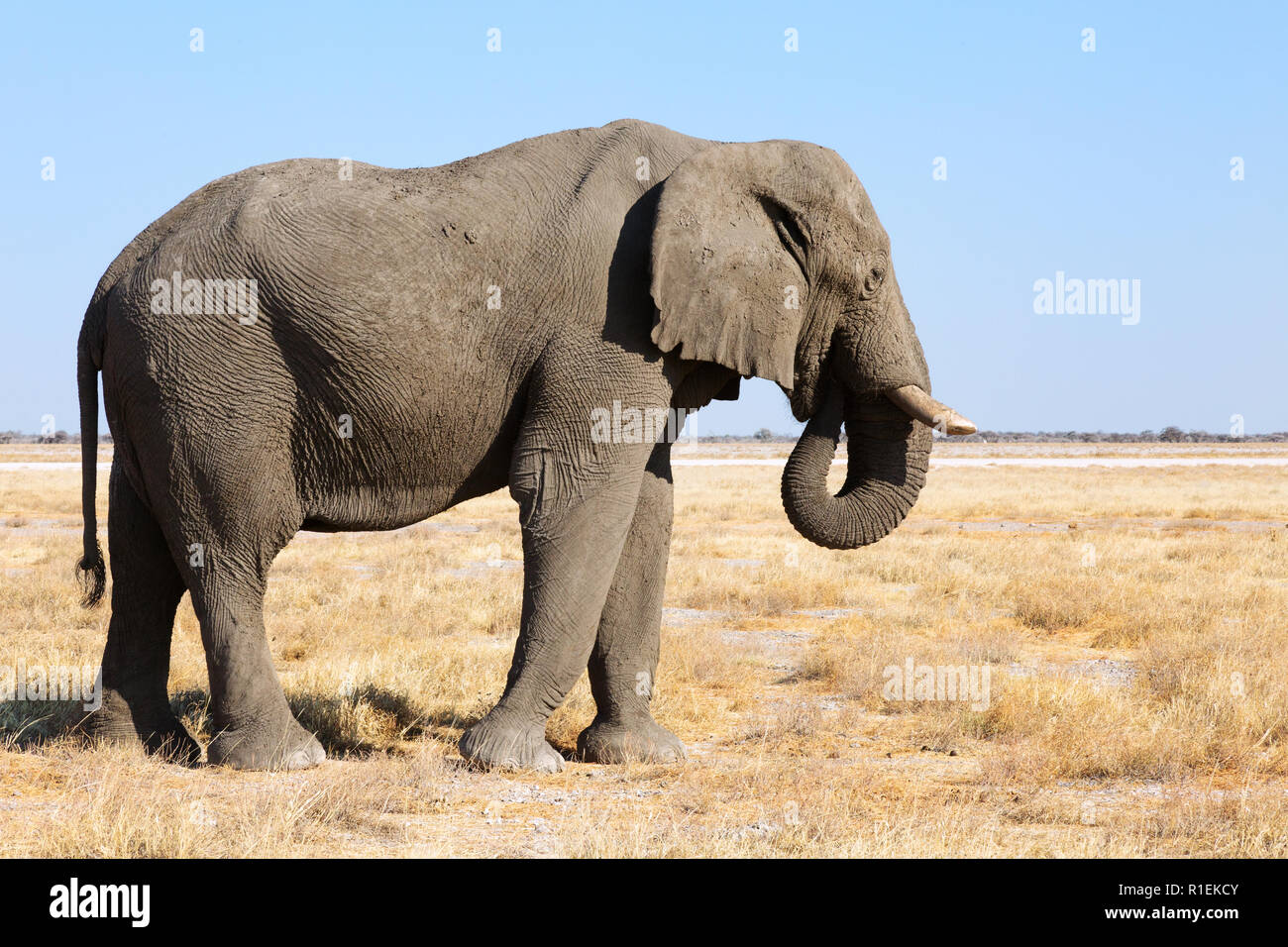 Afrikanischer Elefant - ein erwachsener Mann, Seitenansicht, (Loxodonta Africana), Etosha National Park, Namibia, Afrika Stockfoto