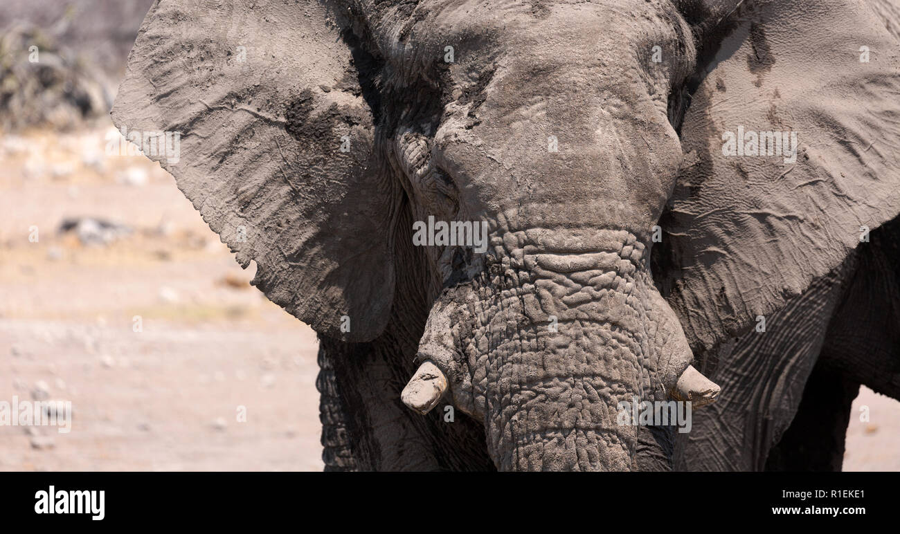Afrikanischer Elefant - ein erwachsener Mann, Ansicht von vorne, Kopf, (Loxodonta Africana), Etosha National Park, Namibia, Afrika Stockfoto