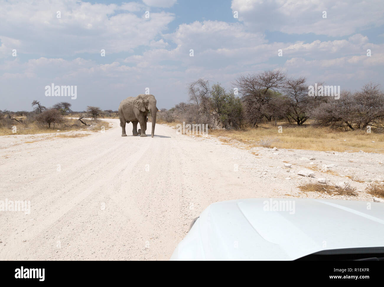 Elefant überquert die Straße vor dem Jeep - ein afrikanischer Elefant, Loxodonta Africana, zu Fuß in der Straße, Etosha Nationalpark, Namibia Afrika Stockfoto
