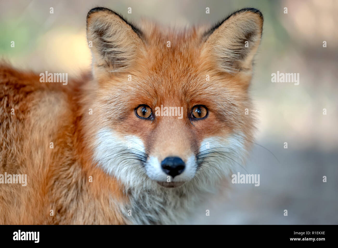 Close up Lustig junge Red fox Portrait Stockfoto