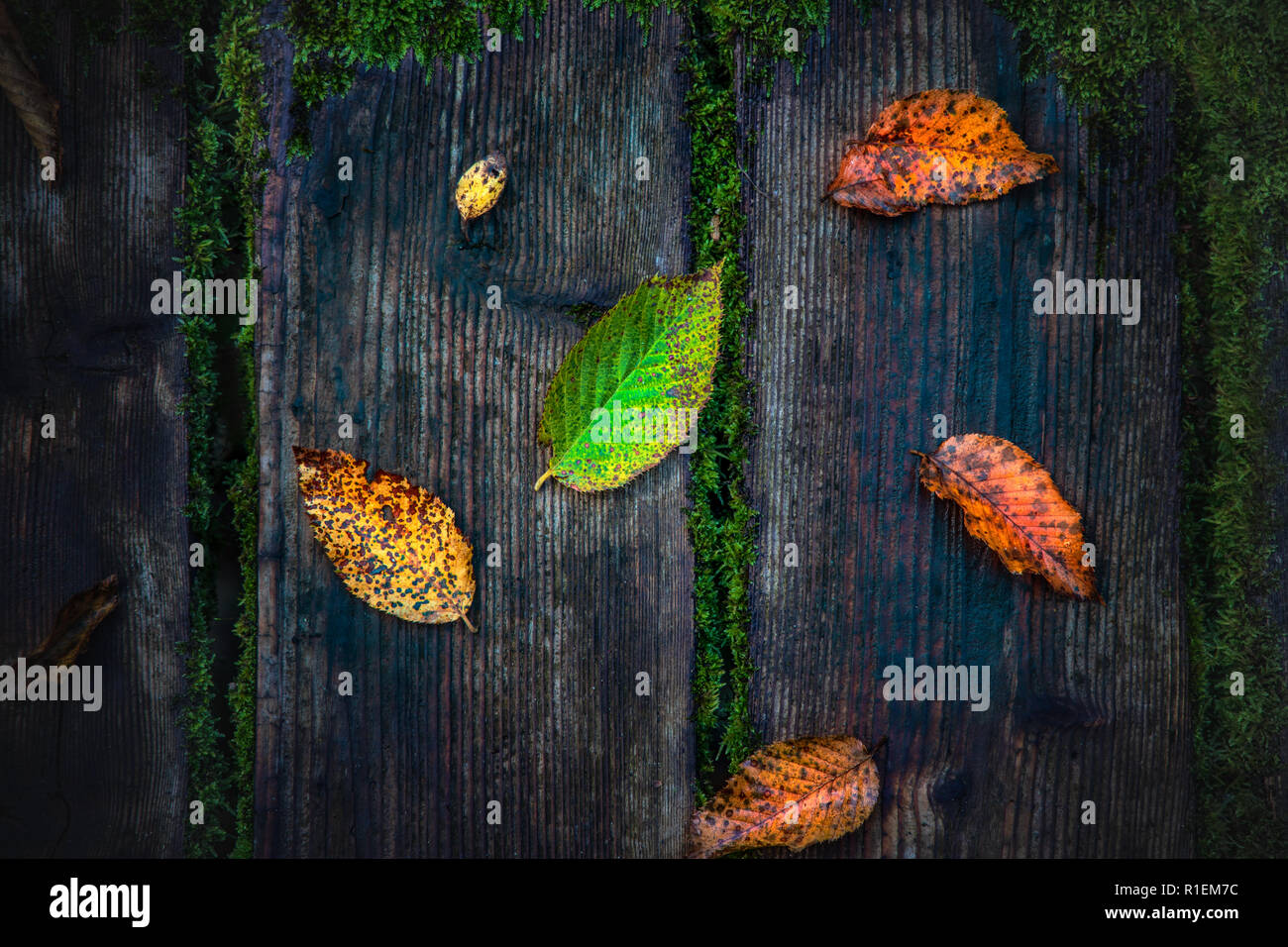Farbenfrohe Herbstlaub auf rustikalen Holzmöbeln Hintergrund. Stockfoto