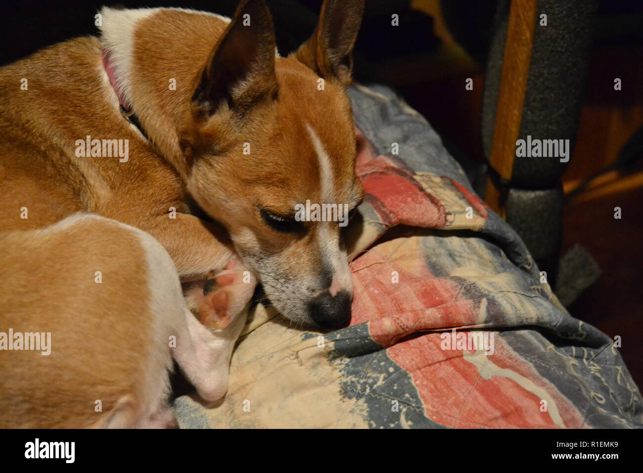 Smoky Mountain Feist zusammengerollt auf der Couch schlafen. Stockfoto