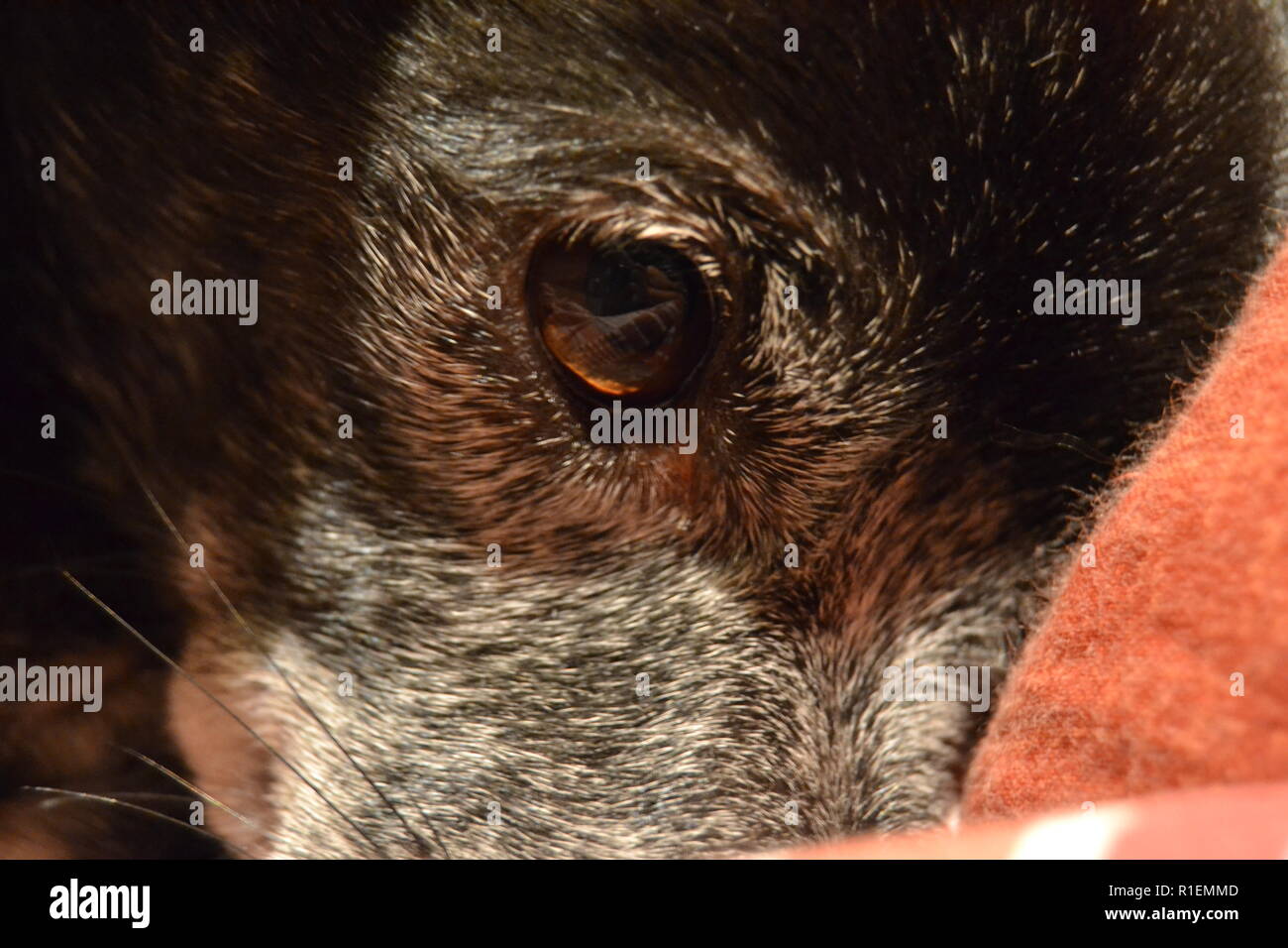 Nahaufnahme des rechten Auges eines Jack Russell zeigt die Schönheit der ein Hund Auge und die zarten Vergrauung der alternden Hund. Stockfoto