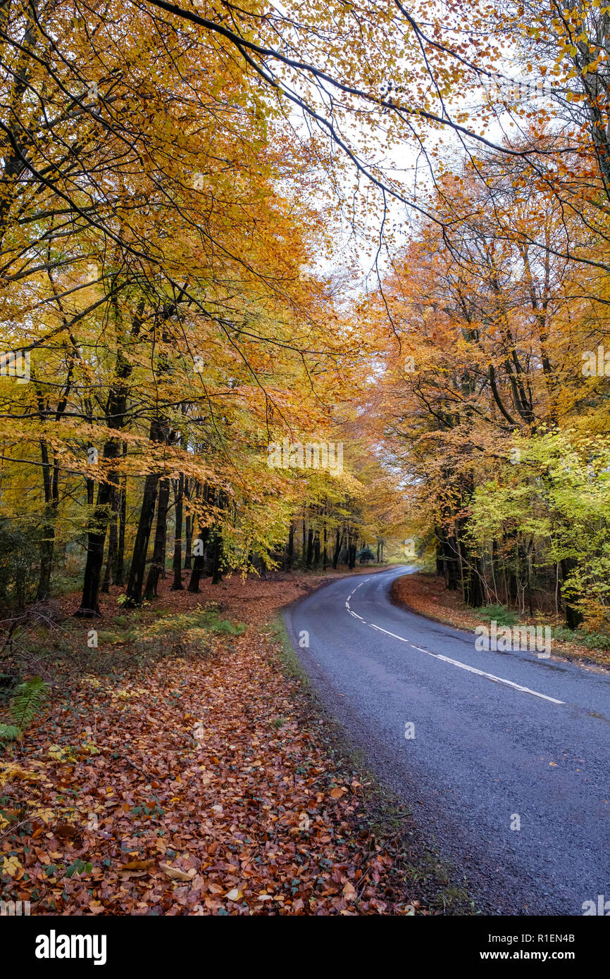 Weg, gesäumt von Herbst Bäume im Wald von Dean GLOUCESTERSHIRE mit Autos auf der Straße. Stockfoto