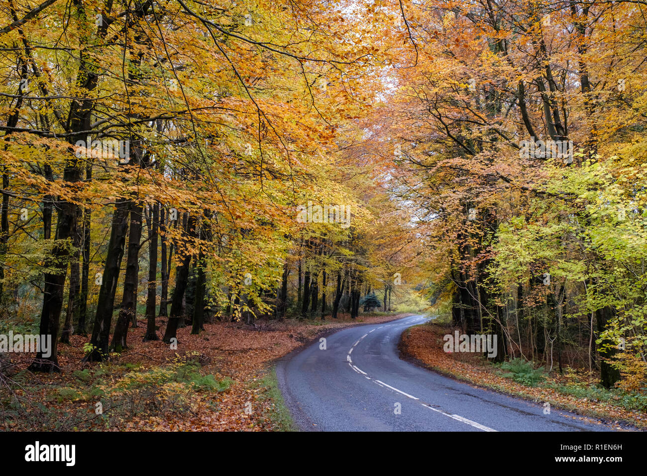 Weg, gesäumt von Herbst Bäume im Wald von Dean GLOUCESTERSHIRE mit Autos auf der Straße. Stockfoto