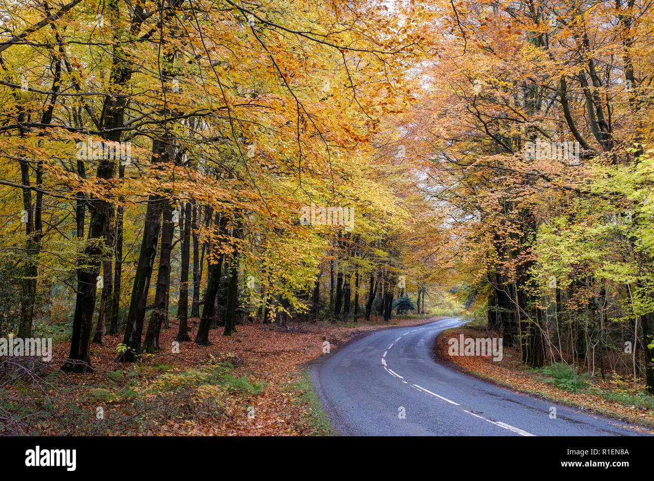 Herbst Straße Wald von Dean GLOUCESTERSHIRE. Stockfoto