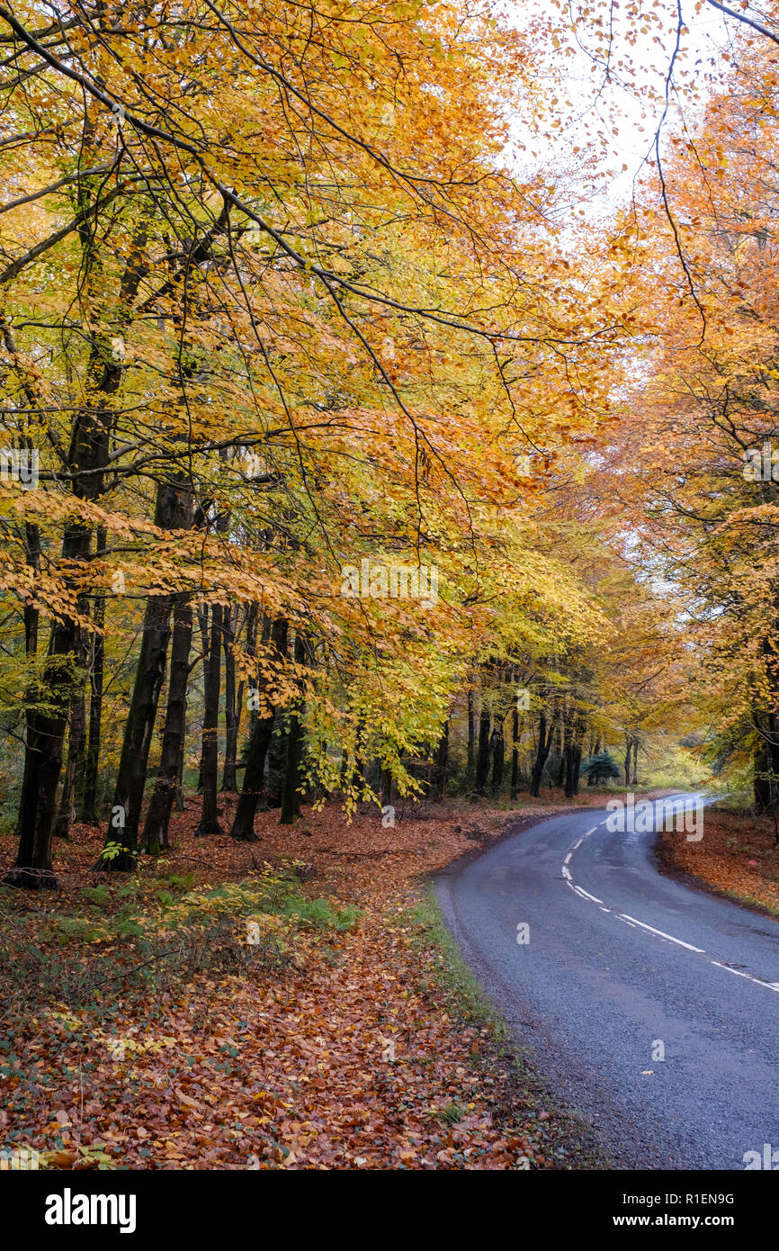 Herbst Straße Wald von Dean GLOUCESTERSHIRE. Stockfoto
