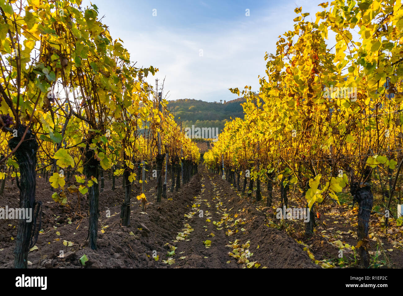 Weinberg Zeilen im Herbst oder im Herbst entlang der Route des Vins (Weinstraße), Elsaß, Bas-Rhin, Frankreich. Stockfoto