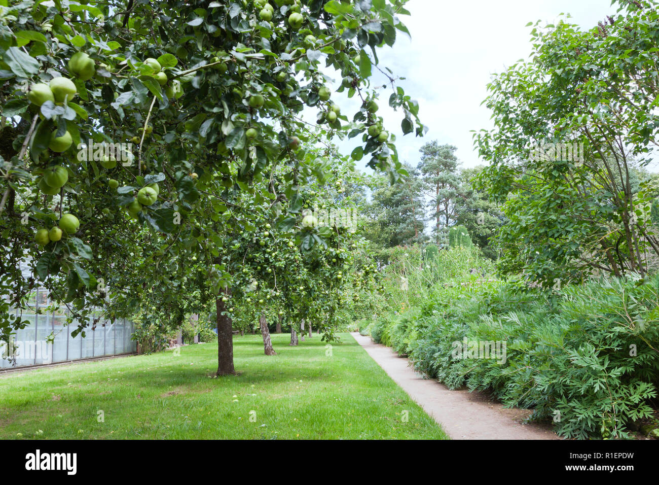 Grüne Äpfel in einem Obstgarten Reif, Blumen neben einem Pfad. Stockfoto