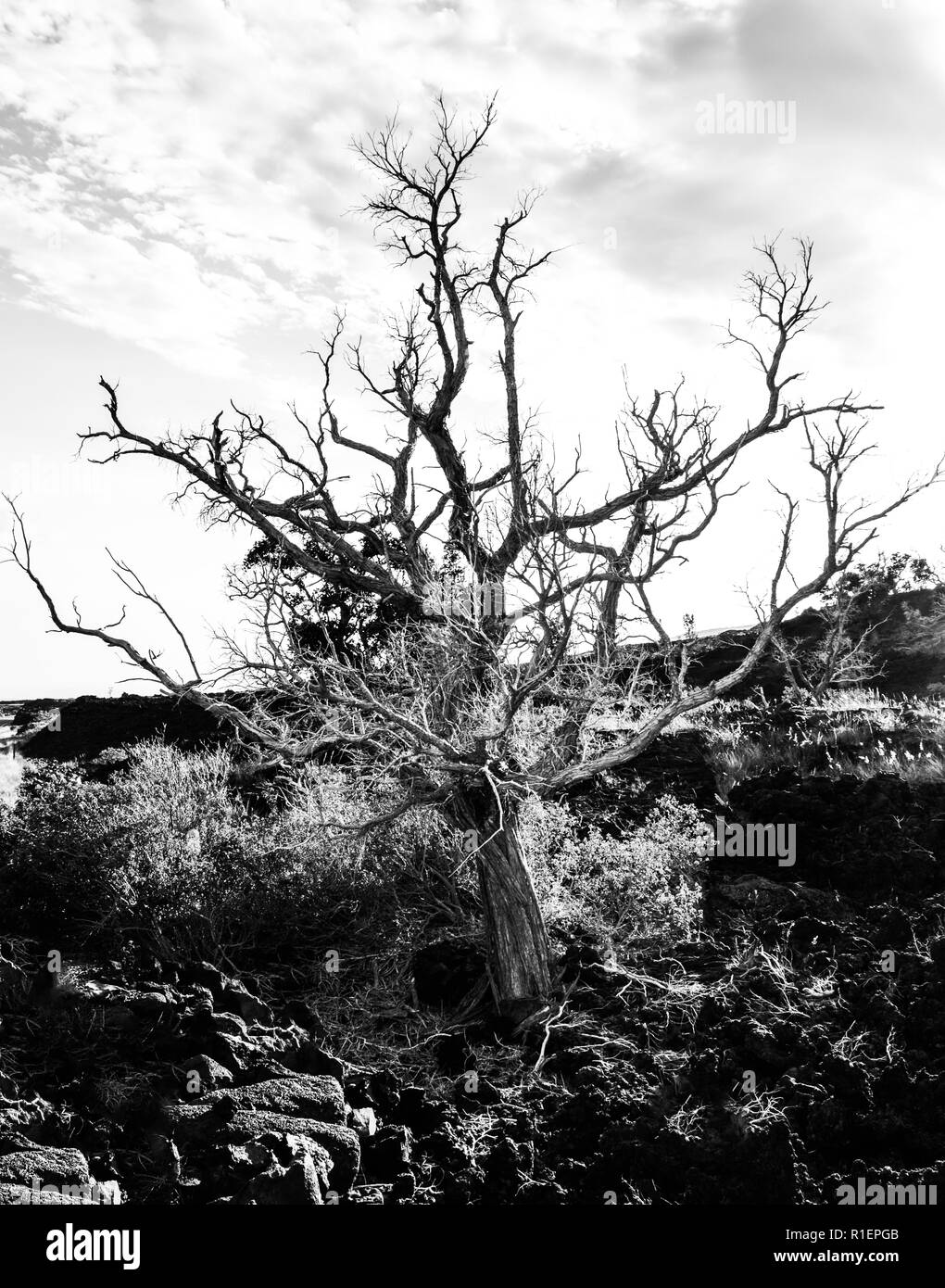 Verbrannt weißer einsamer Baum auf Hawaii - Big Island Lava Rock Stockfoto