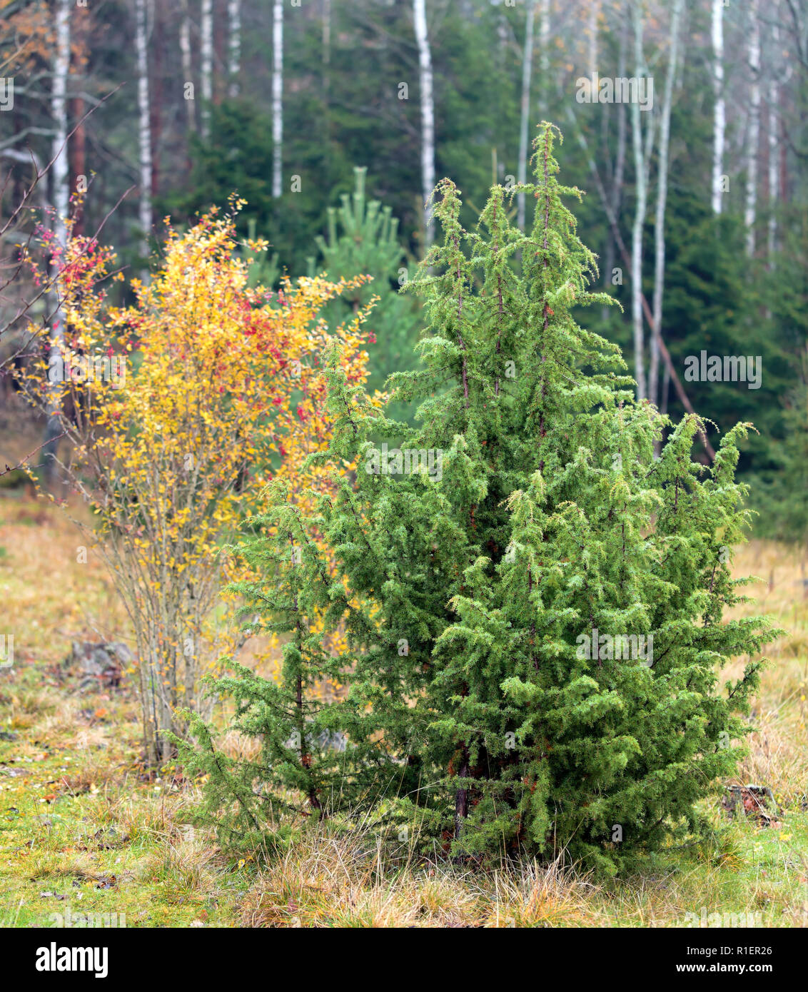 Autuminal Bäume in einem Herbstabend in Bogesundslandet, in der Nähe von Stockholm, Schweden Stockfoto