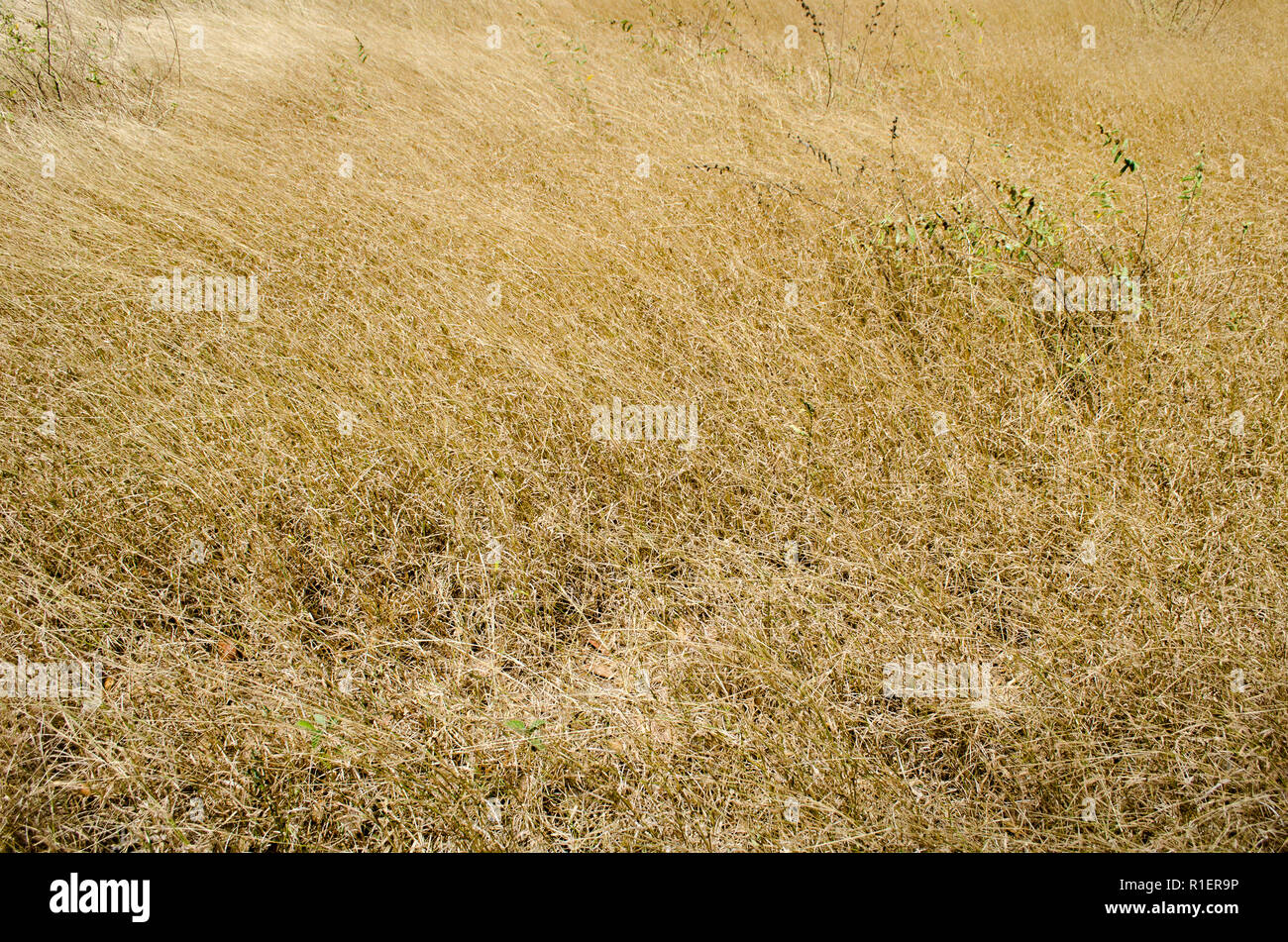 Trockenes Gras im Sommer in Panama Stockfoto
