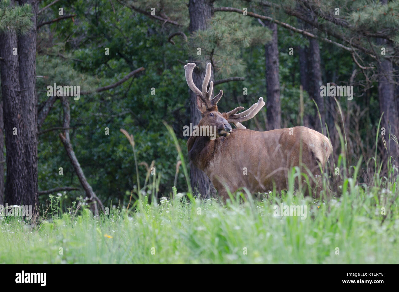 Bulle Elch, Cervus canadensis, in Samt und mit Geweih zurückschaben, während er im Pinienwald steht Stockfoto