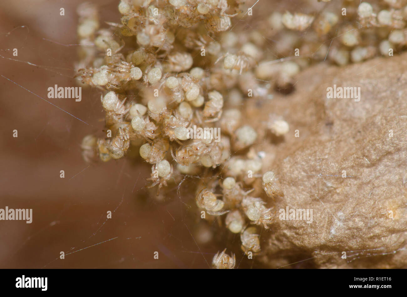 Gemeinsame Haus Spinne, Parasteatoda tepidariorum, junge Schlüpfen aus dem Ei Fall Stockfoto